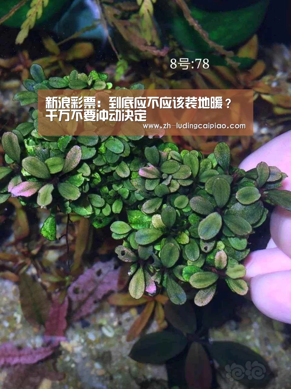 新浪彩票
